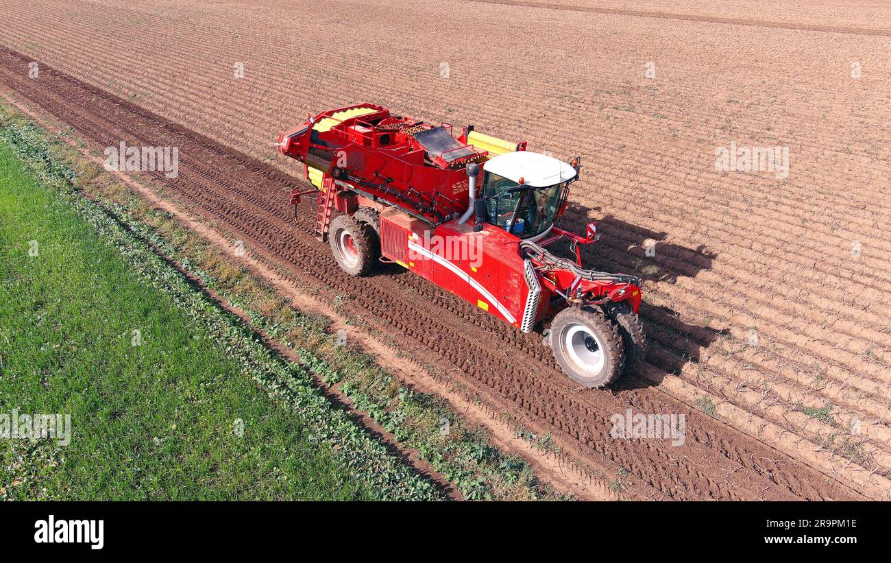 Harvesting potatoes with a combine harvester. Farm machinery harvesting potatoes. Stock Photo