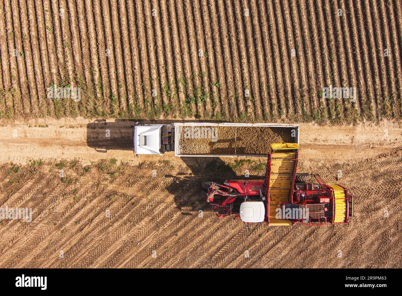 Agricultural potato combine harvester loads potatoes into truck at field. Stock Photo