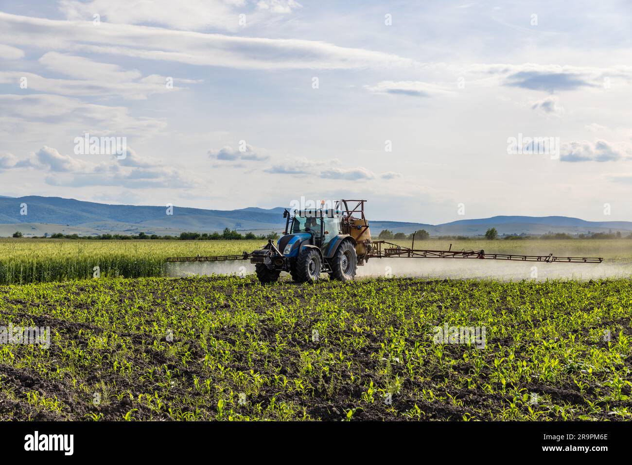 Tractor spray fertilizer on corn field. Agriculture concept Stock Photo
