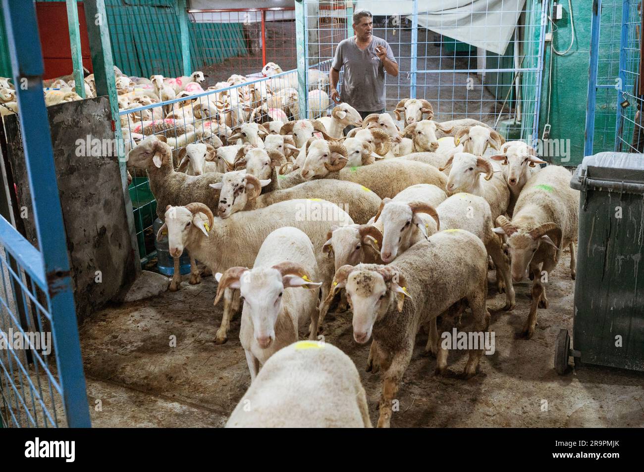 Rams Turkey Istanbul, Turkey. 28th June, 2023. A man seen bringing rams in a common ...