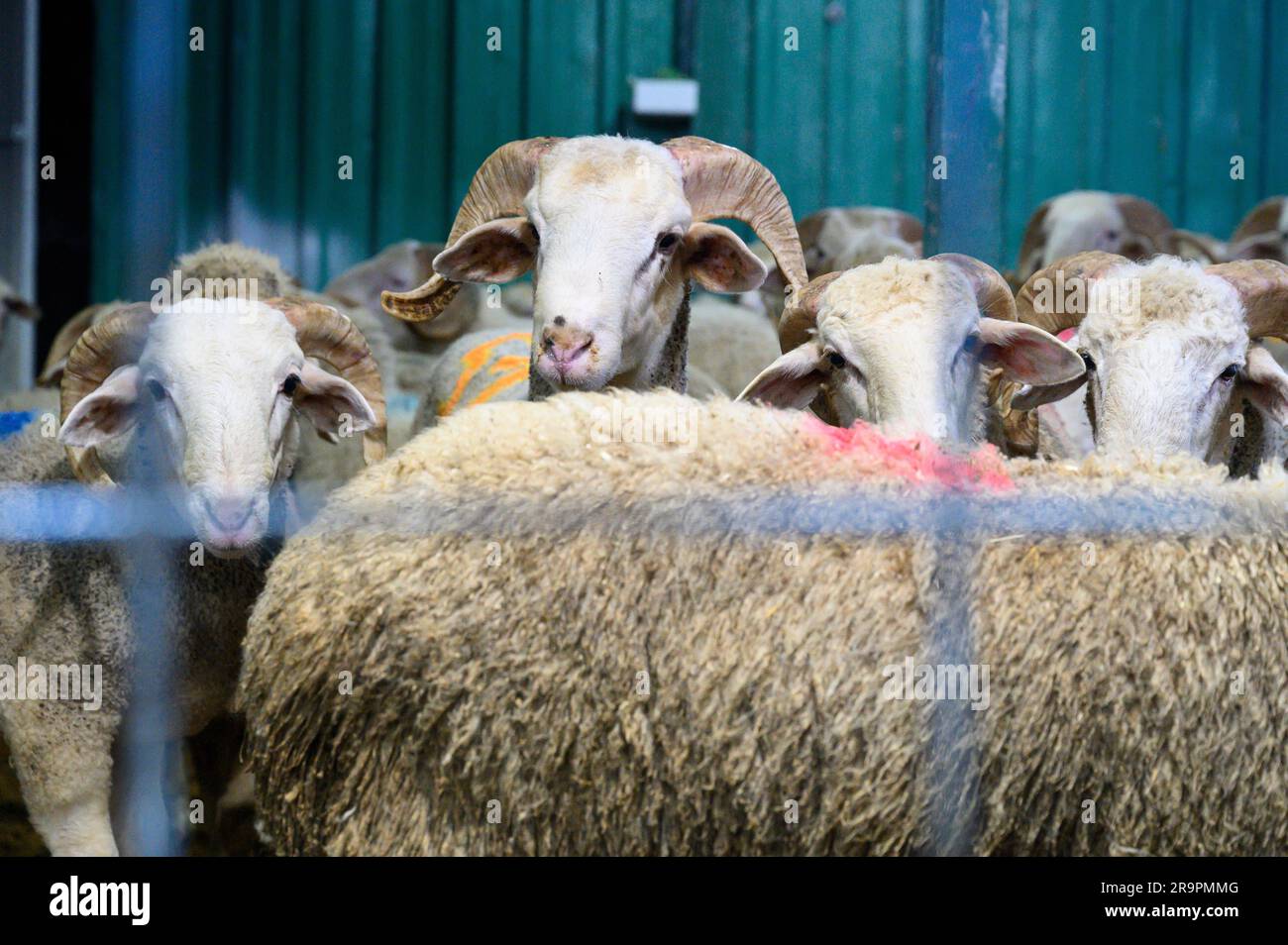 Rams Turkey Istanbul, Turkey. 28th June, 2023. Marked rams seen in a butchers' shop ...