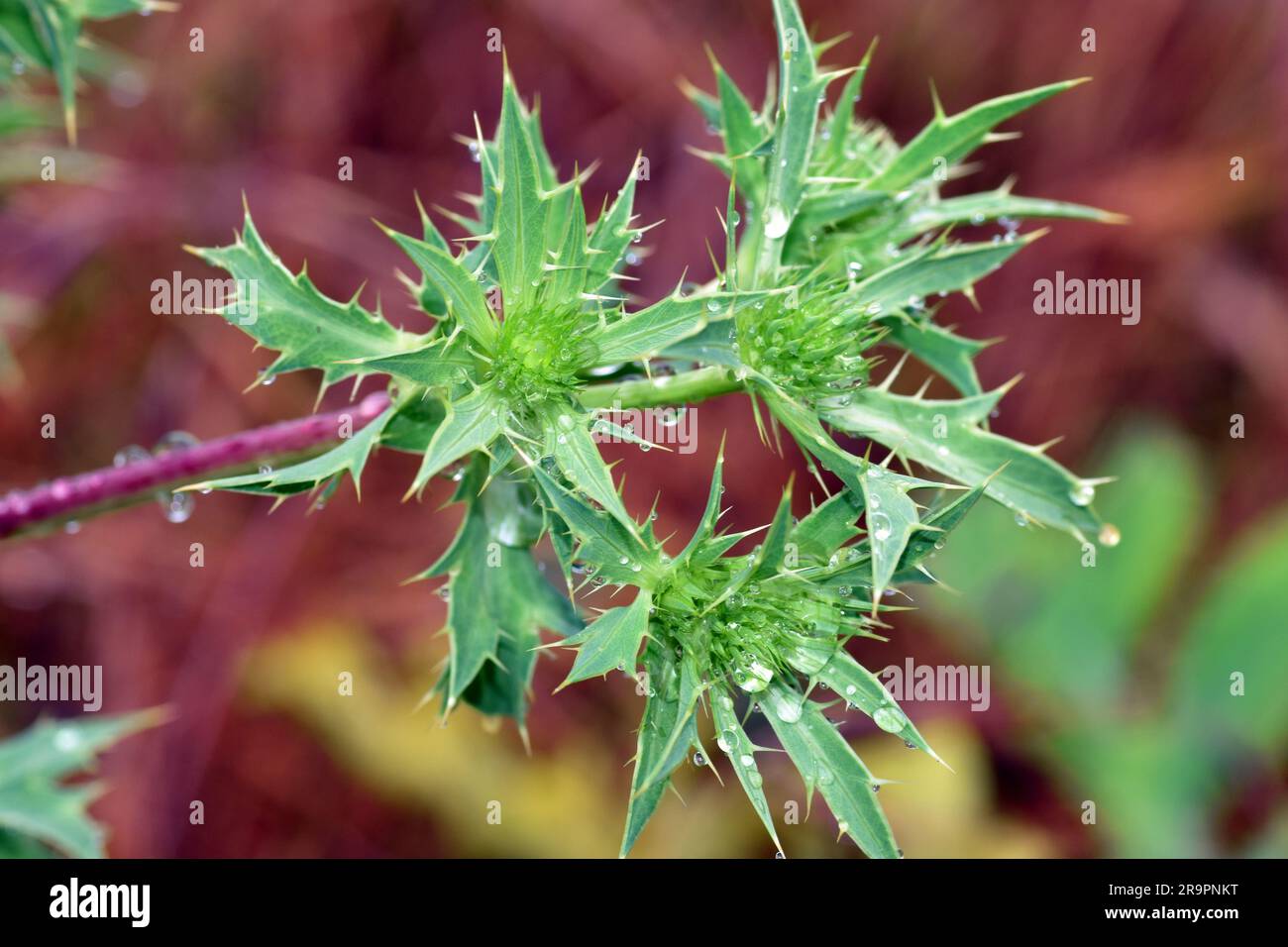 Plant with medicinal properties hires stock photography and images Alamy