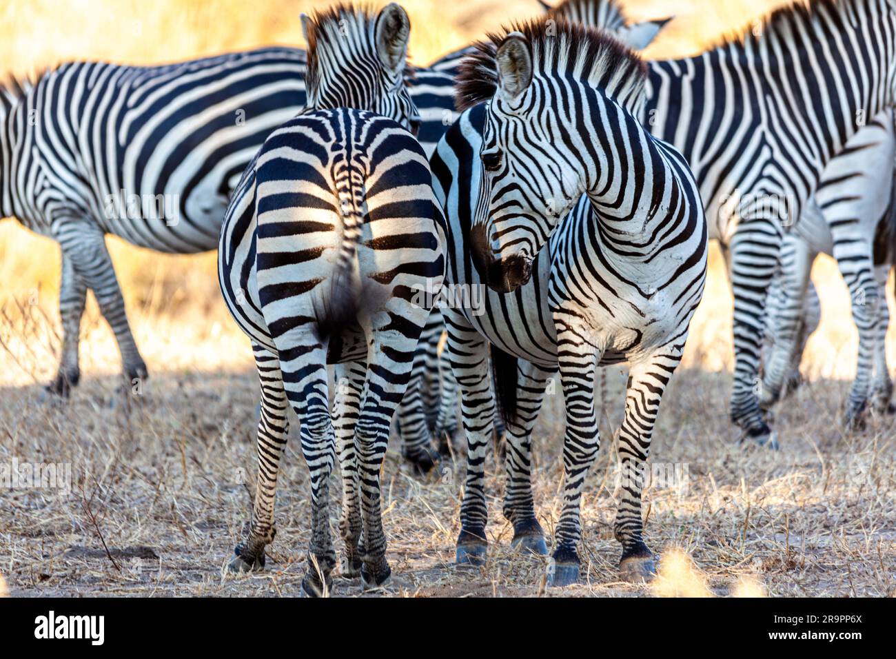Wild zebras in the African savannah Stock Photo