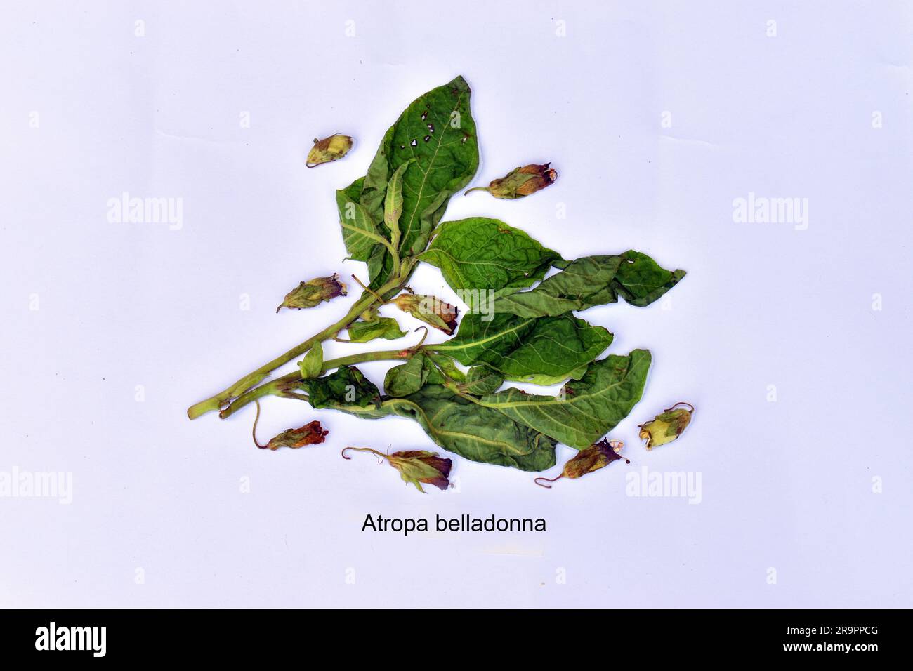 Dried leaves and flowers of belladonna (Atropa belladonna), a medicinal but highly toxic plant. Stock Photo