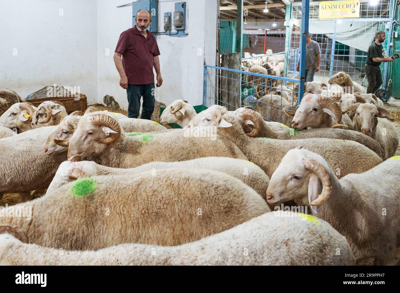 Rams Turkey Istanbul, Turkey. 28th June, 2023. Rams marked with dots seen in a ...