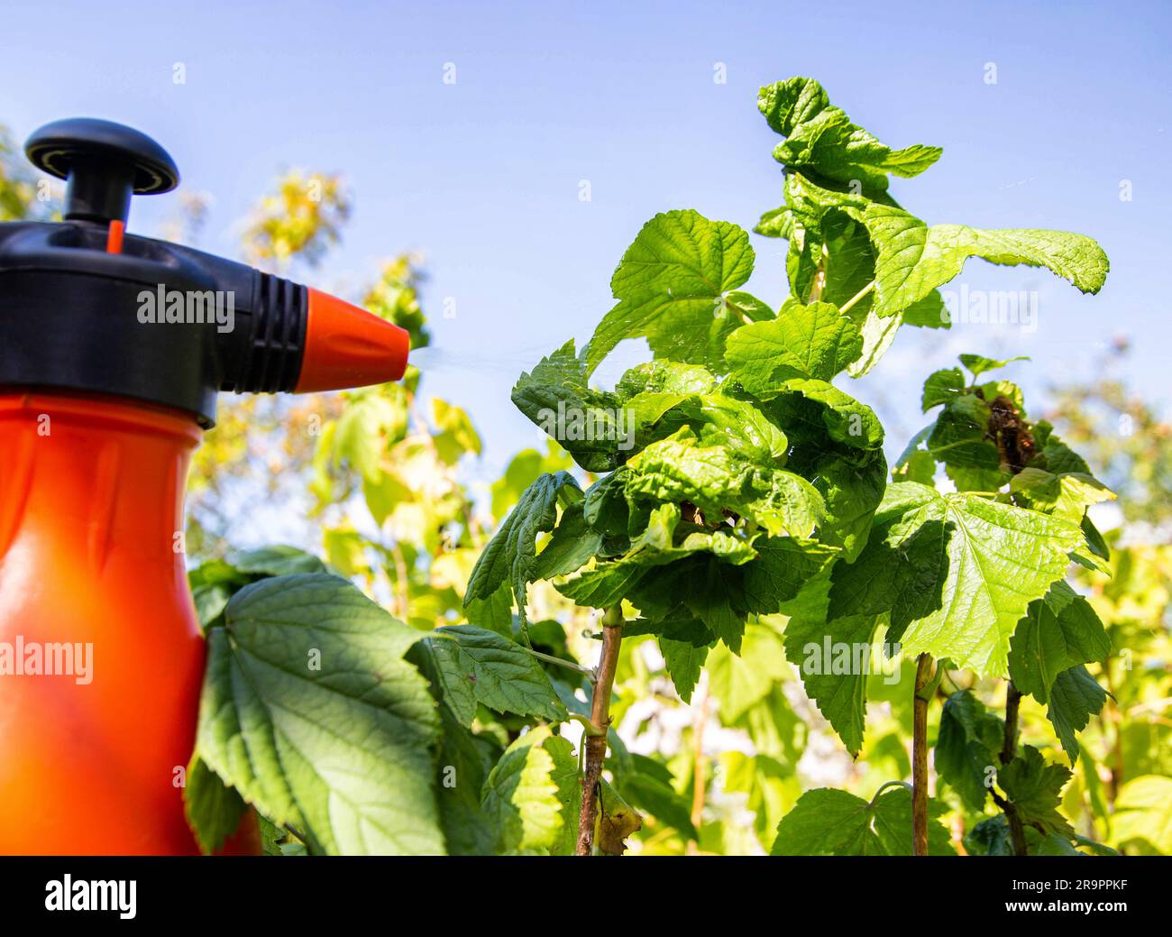 Spraying diseased currants from aphids and pests. Spraying with soda