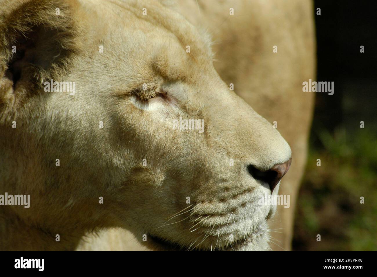 Close up animal photography hi-res stock photography and images - Alamy