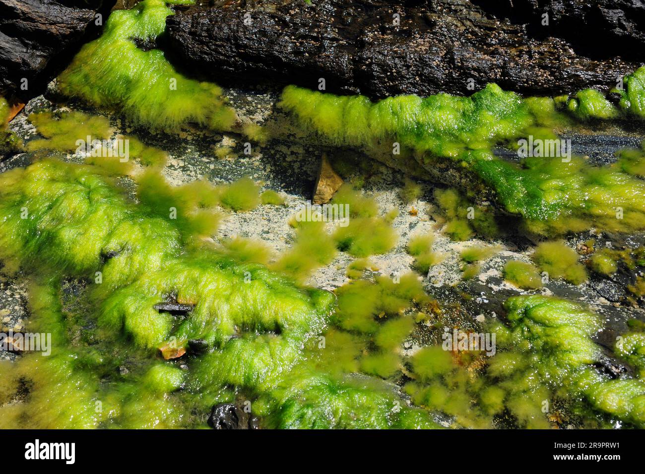 Seaweed Chaetomorpha aerea (Chlorophyta). Green algae. Cape Creus, Girona, Catalonia, Spain. Stock Photo