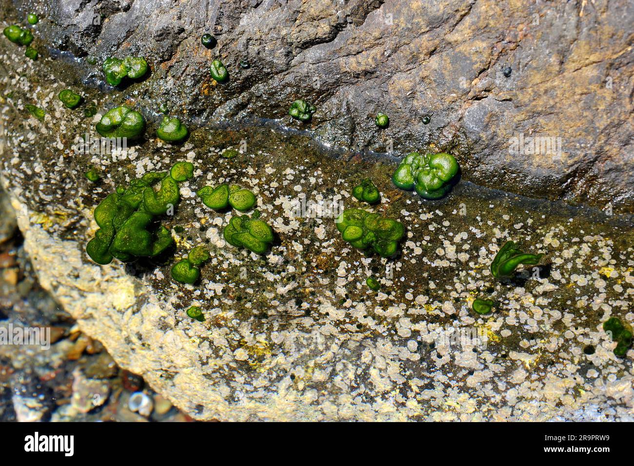 Codium coralloides on rocky coastline. Chlorophyta. Codiaceae. Mediterranean Sea, Cape Creus, Girona, Catalonia, Spain. Stock Photo