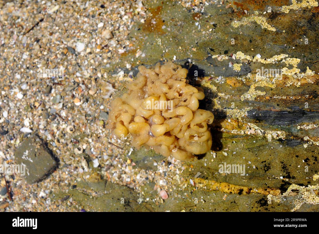 Sea bubble or sinuous ballweed (Colpomenia sinuosa) is a brown alga. Ochrophyta. Phaeophyceae. Cape Ras, Costa Brava, Mediterranean Sea, Girona. Stock Photo