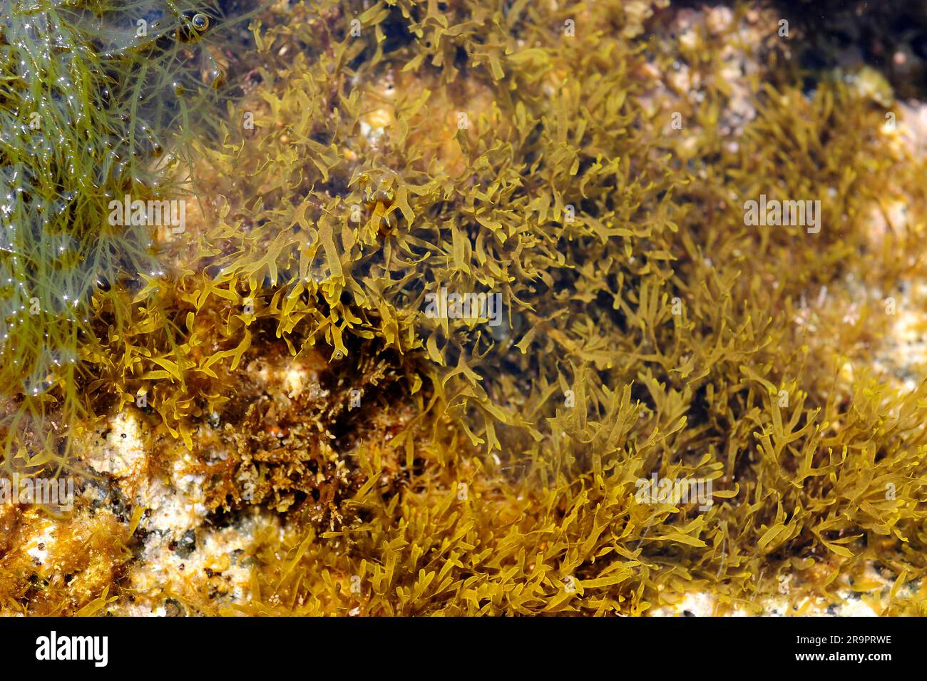 Brown alga (Dictyota dichotoma). Heterokontophyta. Phaeophyceae. Dictyoptaceae. Cape Creus, Girona, Catalonia, Spain, Mediterranean Sea. Stock Photo