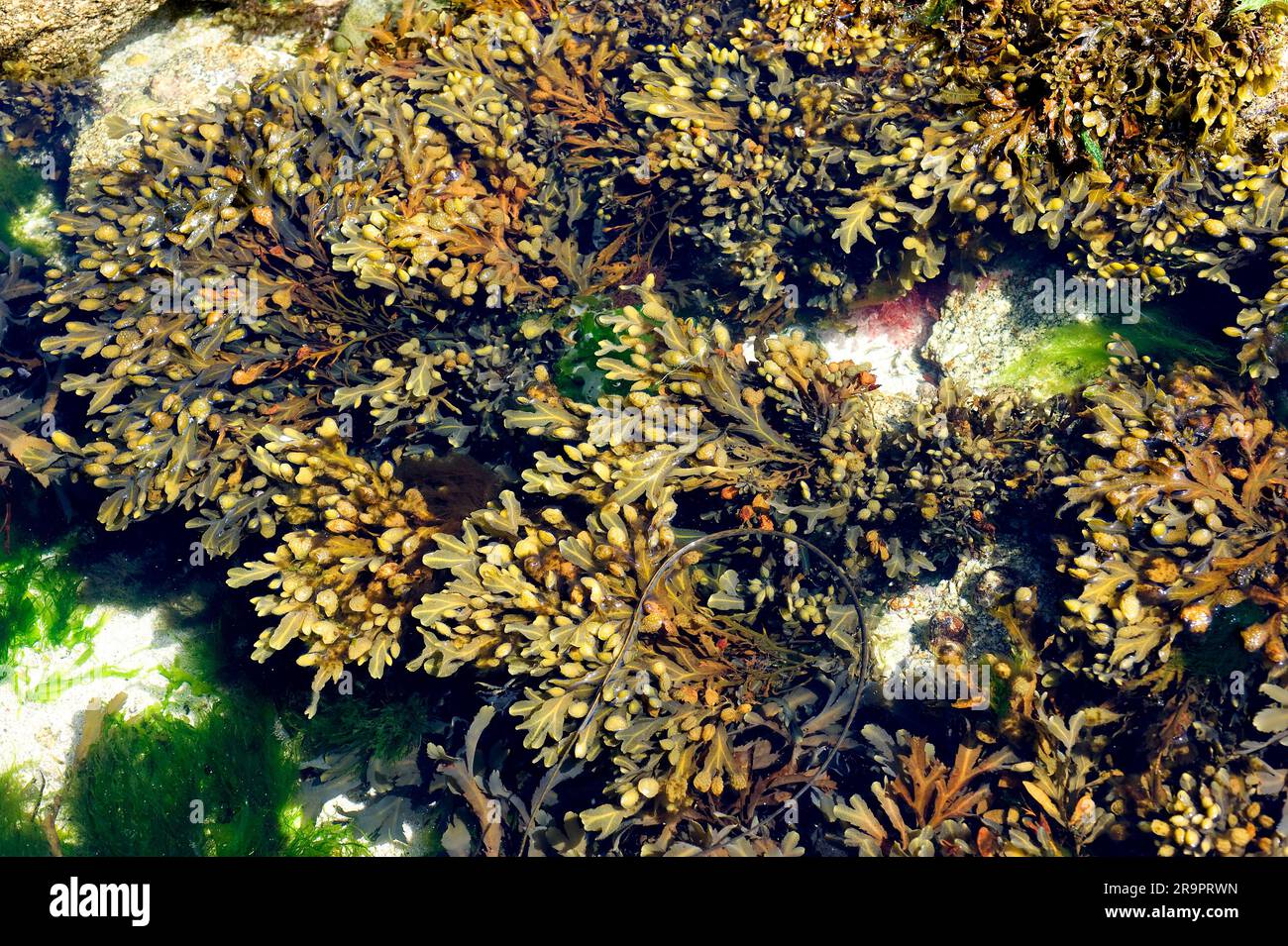 Bladder wrack (Fucus vesiculosus). This brown alga is also named bladder fucus, black tang, cut weed, red fucus or sea oak. Heterokontophyta. Phaeophy Stock Photo