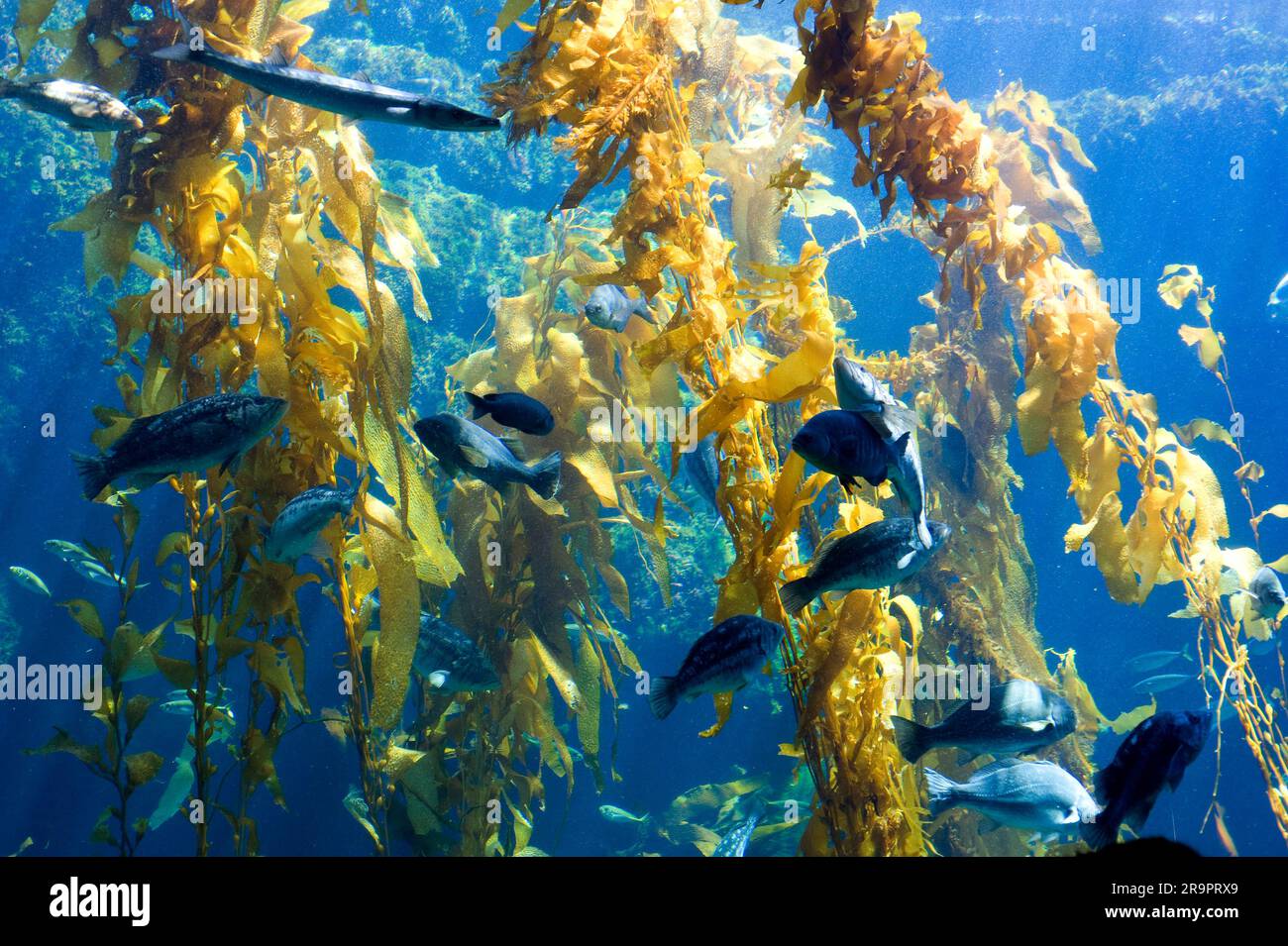 Giant kelp or giant bladder kelp (Macrocystis pyrifera) is the largest of all algae, more than 45 m. Heterokontophyta. Phaeophyceae. Laminariaceae. Ca Stock Photo
