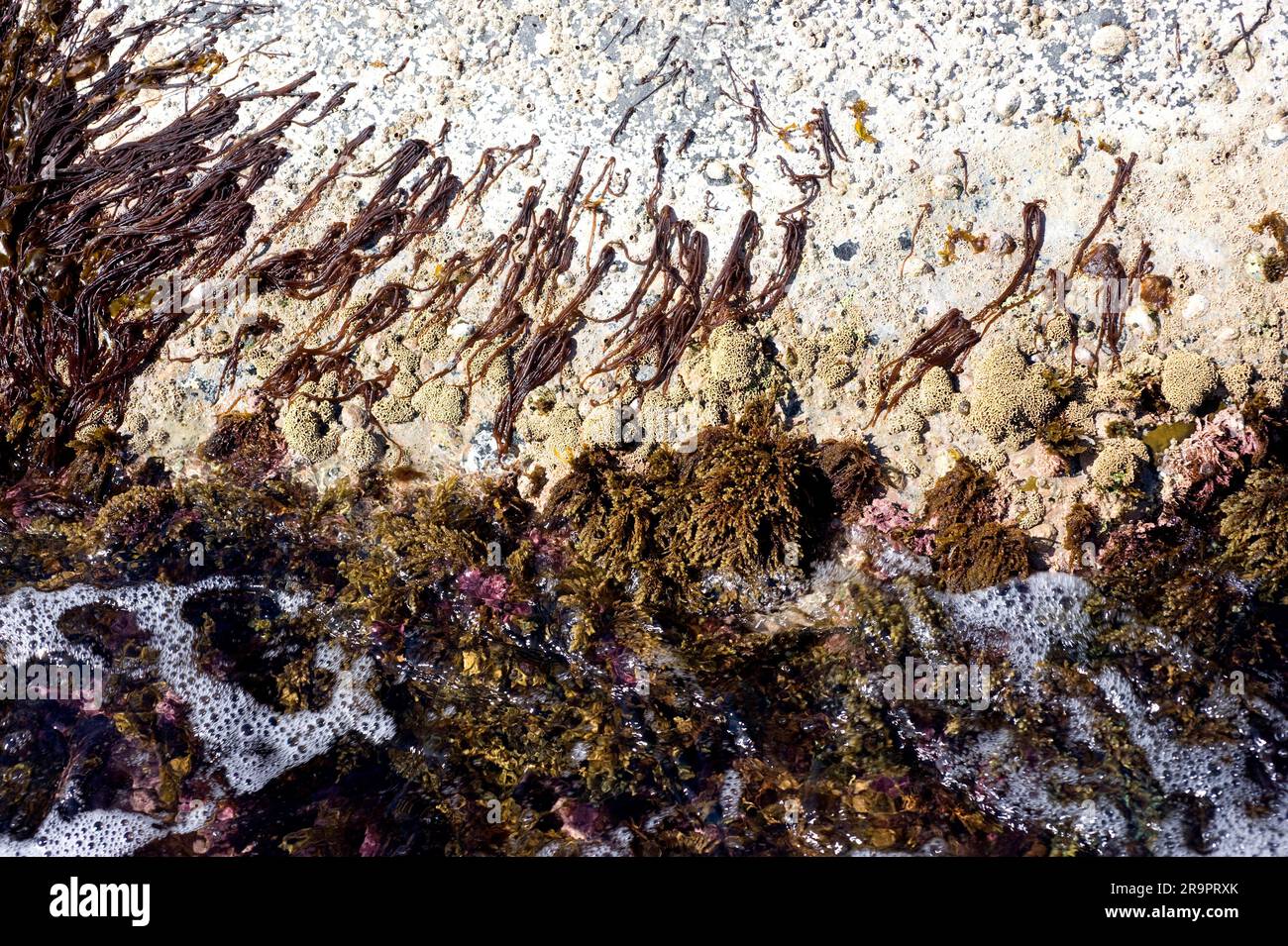 Sea noodle (Nemalion helminthoides), Lithophyllum tortuosum and Cystoseira sp. Calella de Palafrugell, Girona, Catalonia, Spain. Mediterranean Sea. Stock Photo