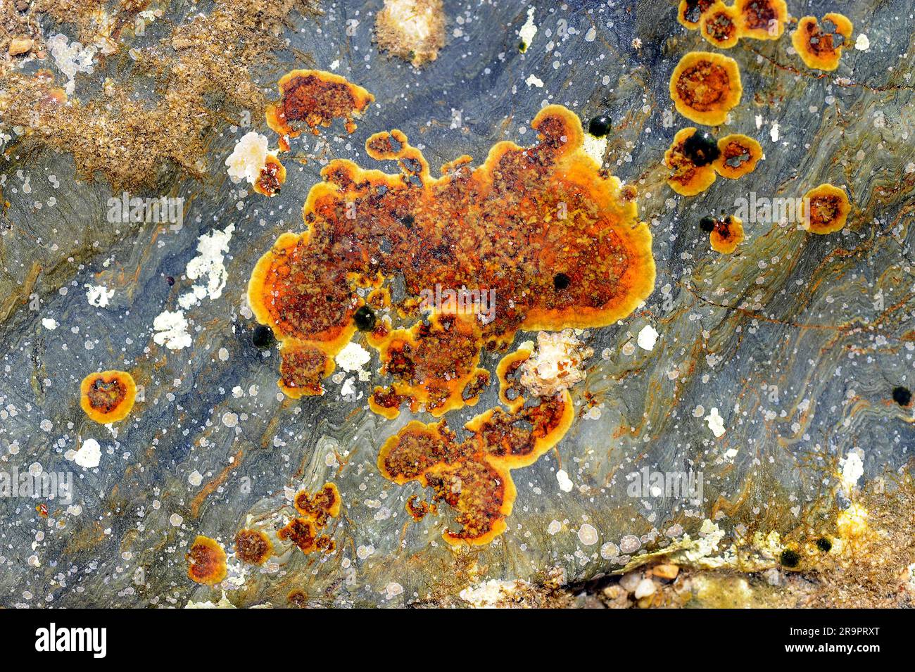Ralfsia verrucosa is crustose brown alga (Phaeophyceae). Cape Ras, Girona, Catalonia, Spain. Mediterranean Sea. Stock Photo