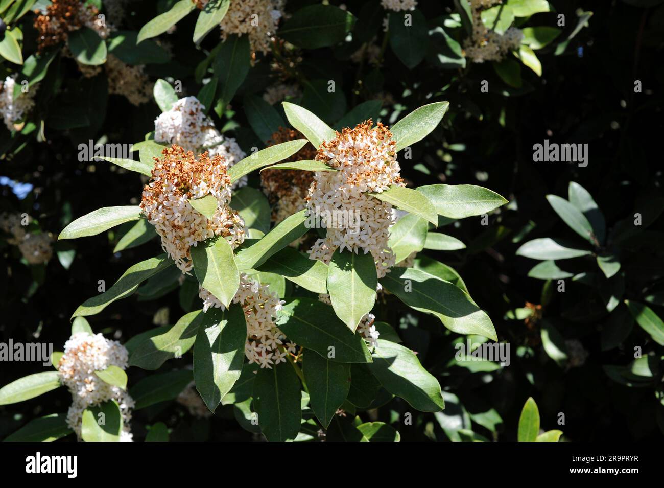 Wintersweet or dune poison bush (Acokanthera spectabilis or Acokanthera oblongifolia). This shrub have medicinal properties against snake bites and pa Stock Photo