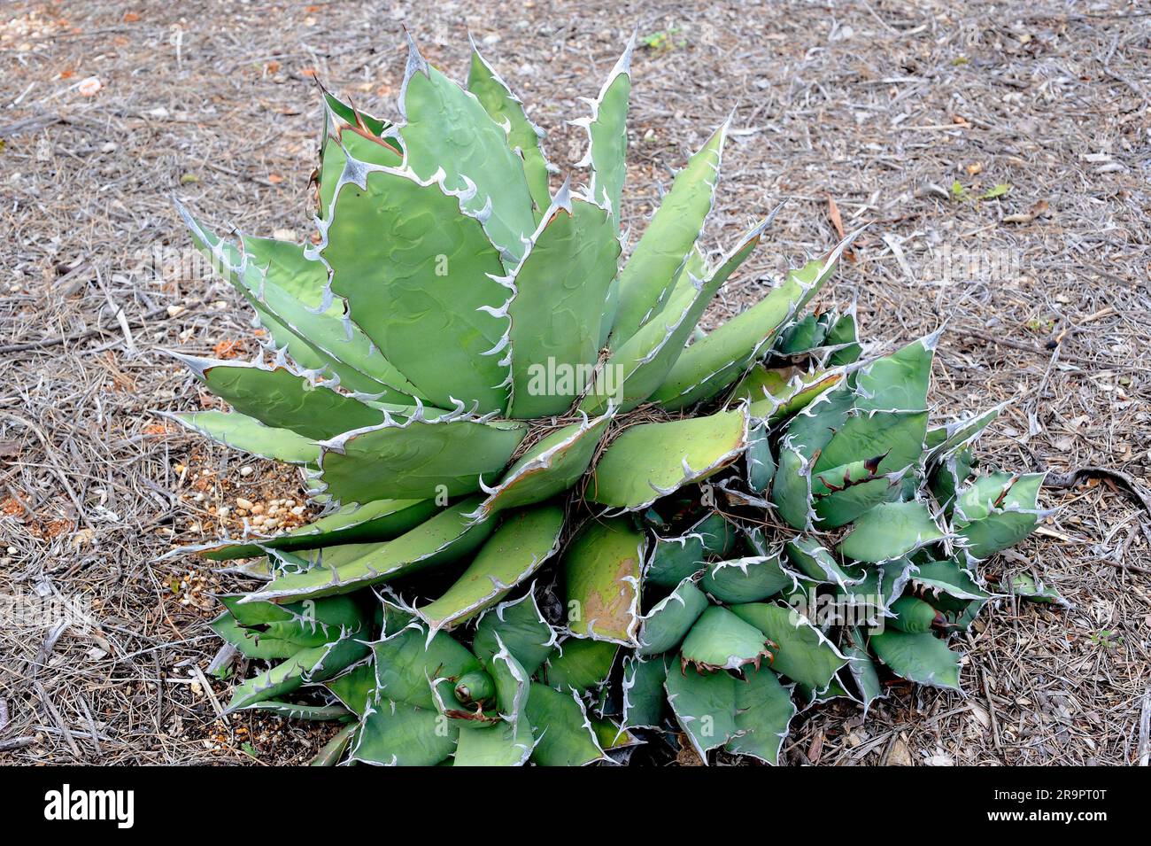 Maguey pulquero (Agave salmiana ferox) is a perennial plant with succulent leaves in rosette. In Mexico is used for obtaining pulque and mezcal. Angio Stock Photo