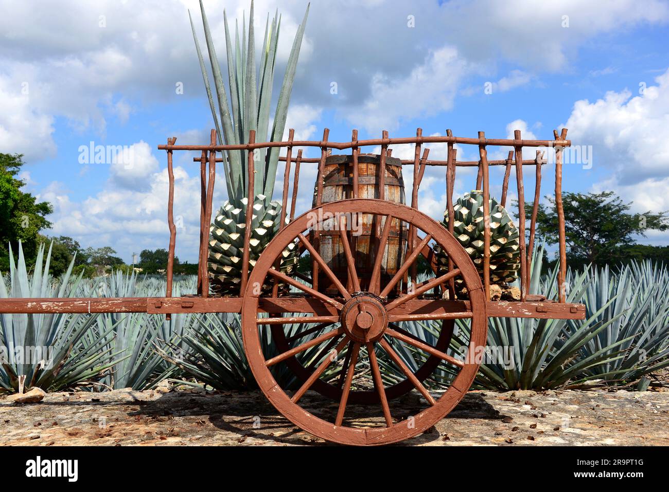 Blue agave or tequila agave (Agave tequilana) is cultivated for