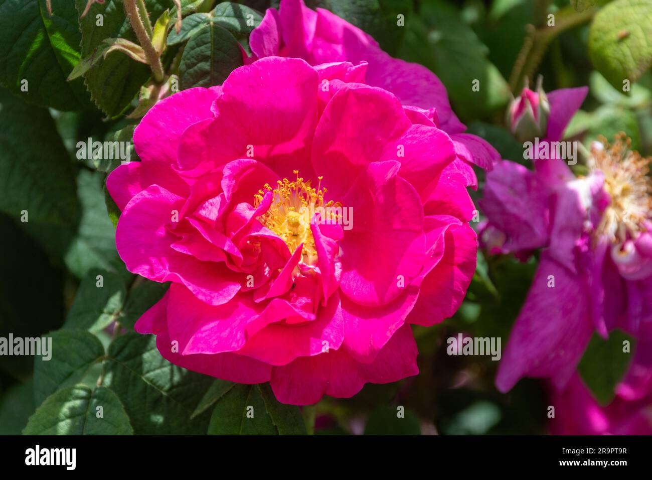 Rosa Gallica var. officinalis, also called Apothecary's rose, a pink semi-double rose flower in June or summer, England, UK Stock Photo