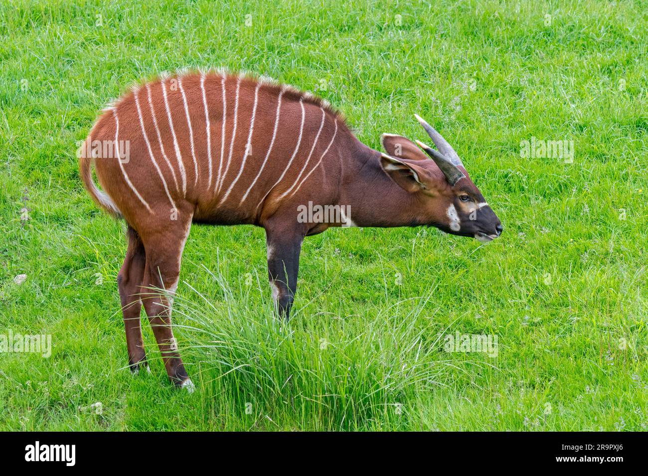 Bongo (Tragelaphus eurycerus) in zoo, nocturnal forest-dwelling antelope, native to sub-Saharan Africa Stock Photo