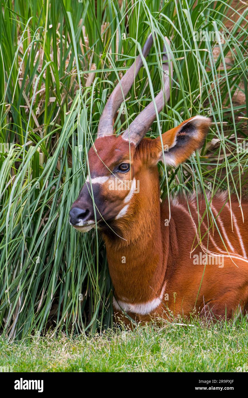 Bongo (Tragelaphus eurycerus) resting in tall gass, nocturnal forest-dwelling antelope, native to sub-Saharan Africa Stock Photo