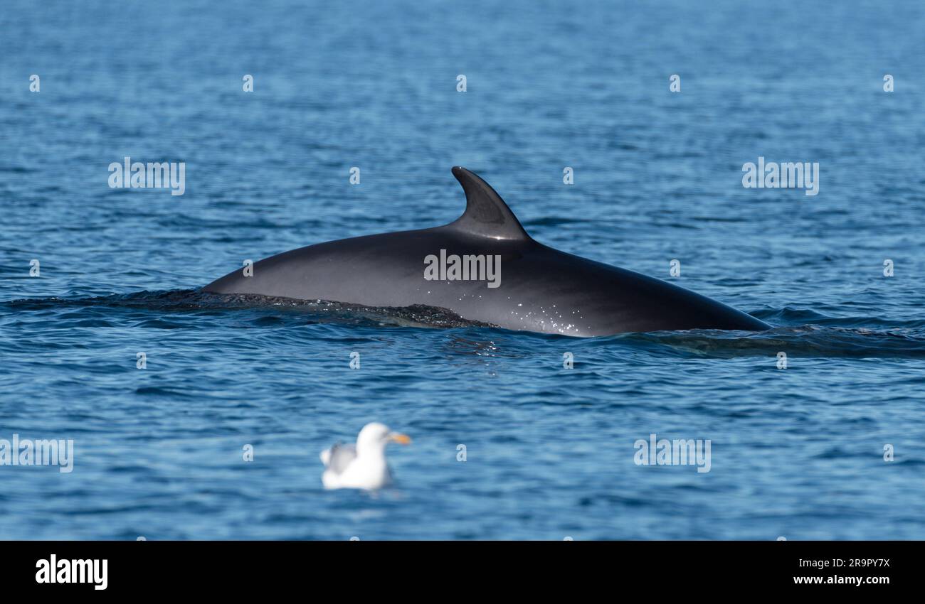 Common minke whale surfacing in the Arctic Ocean near North Cape in Northern Norway with seagull on the fore ground in August 2022. Stock Photo