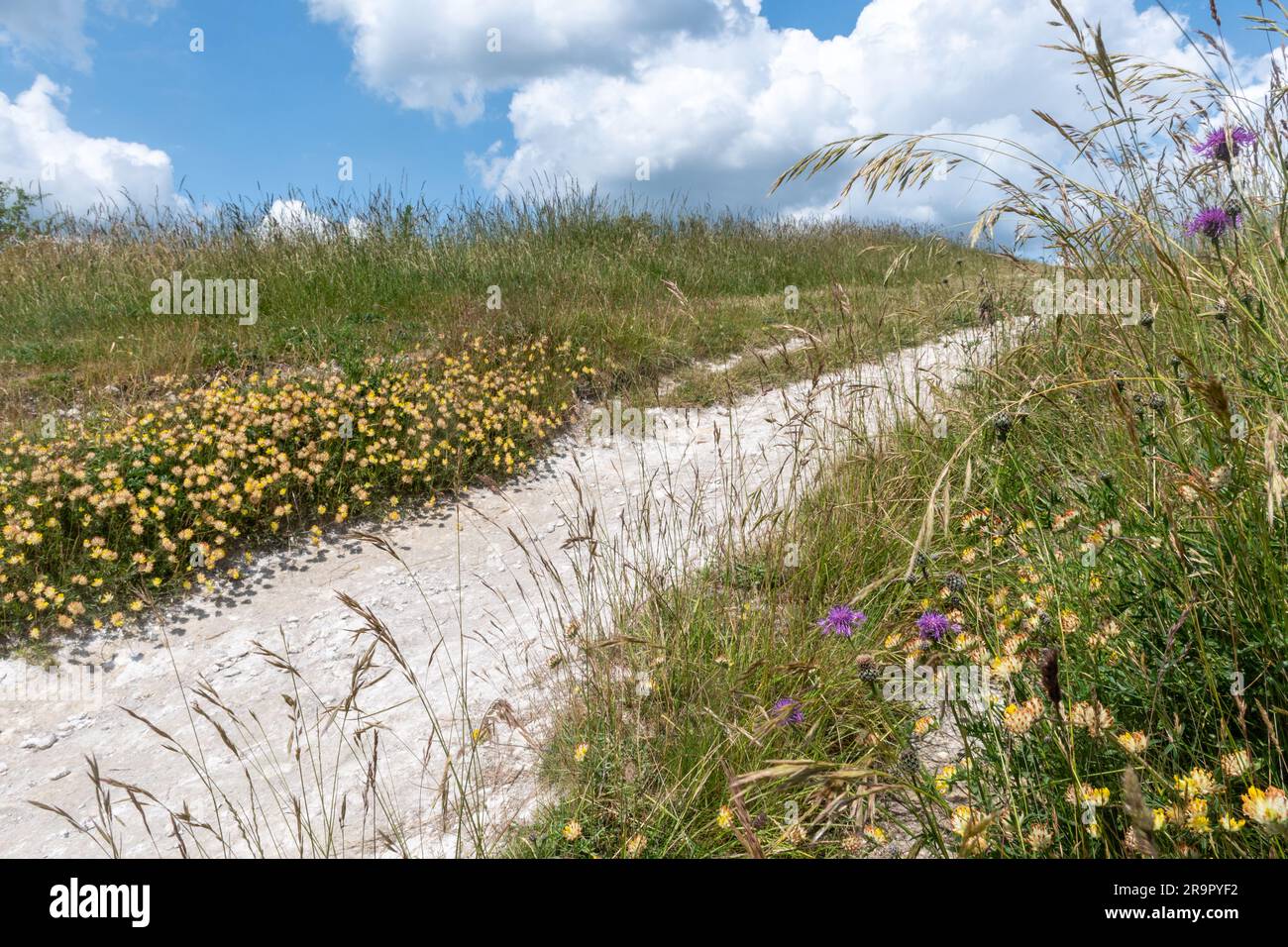 Chalk grassland wildflowers growing by the path on Ivinghoe Beacon in the Chilterns during June or summer, Buckinghamshire, England, UK Stock Photo