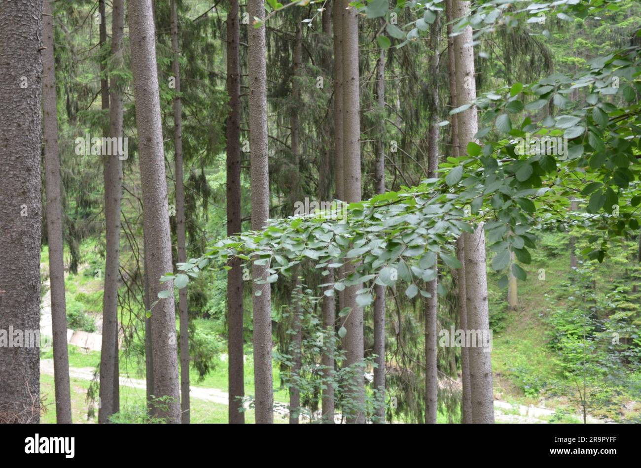 Lush green forest landscape hi-res stock photography and images - Alamy