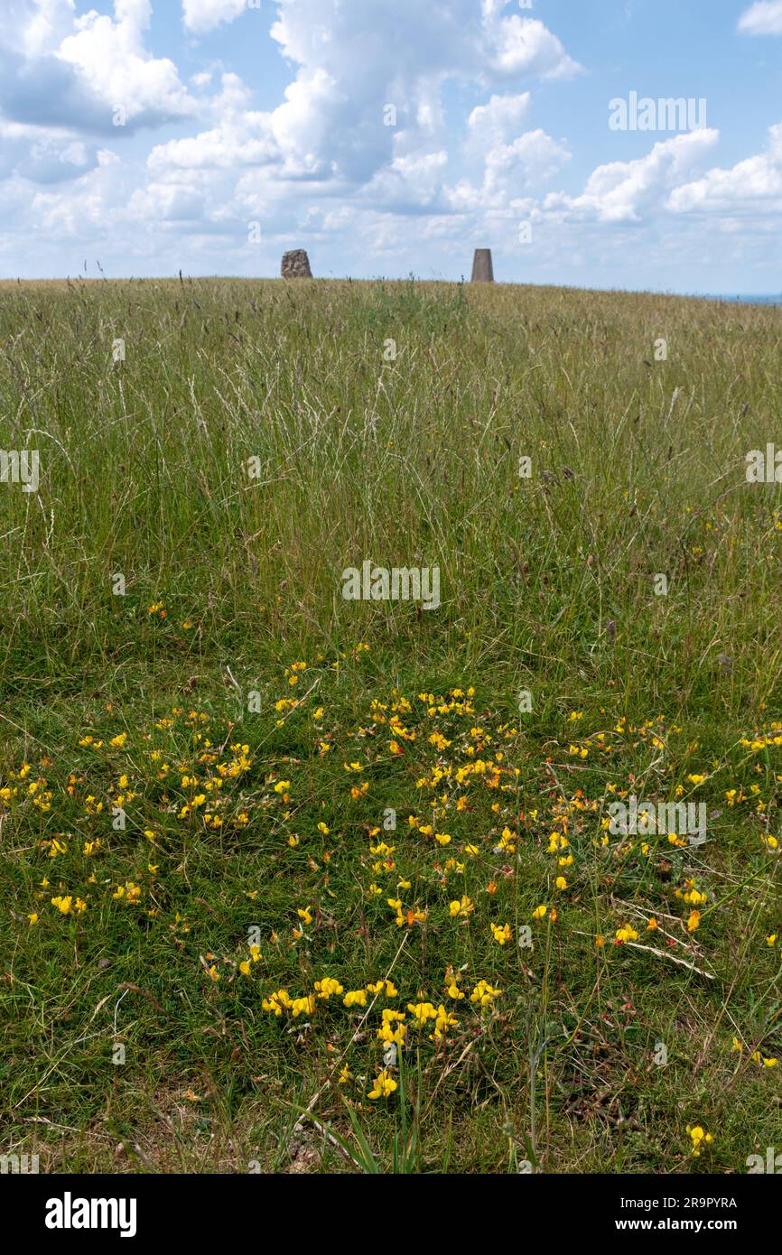 Chalk grassland wildflowers growing on Ivinghoe Beacon during June or summer, Buckinghamshire, England, UK. Patch of bird's foot trefoil. Stock Photo