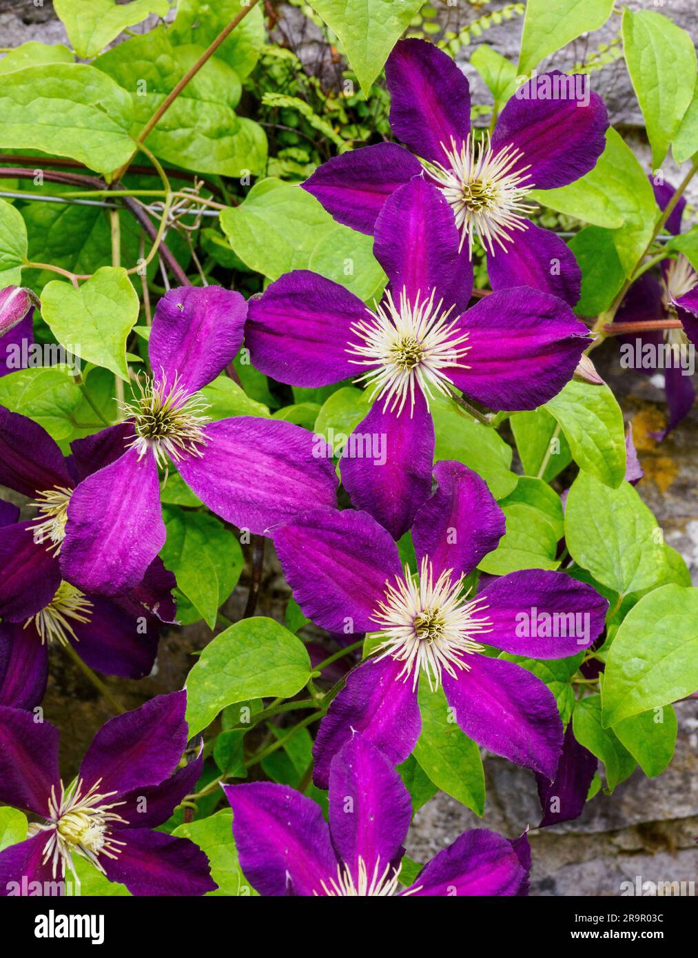 Velvety purple flowers of Clematis Jackmanii on a garden wall in Wales UK Stock Photo