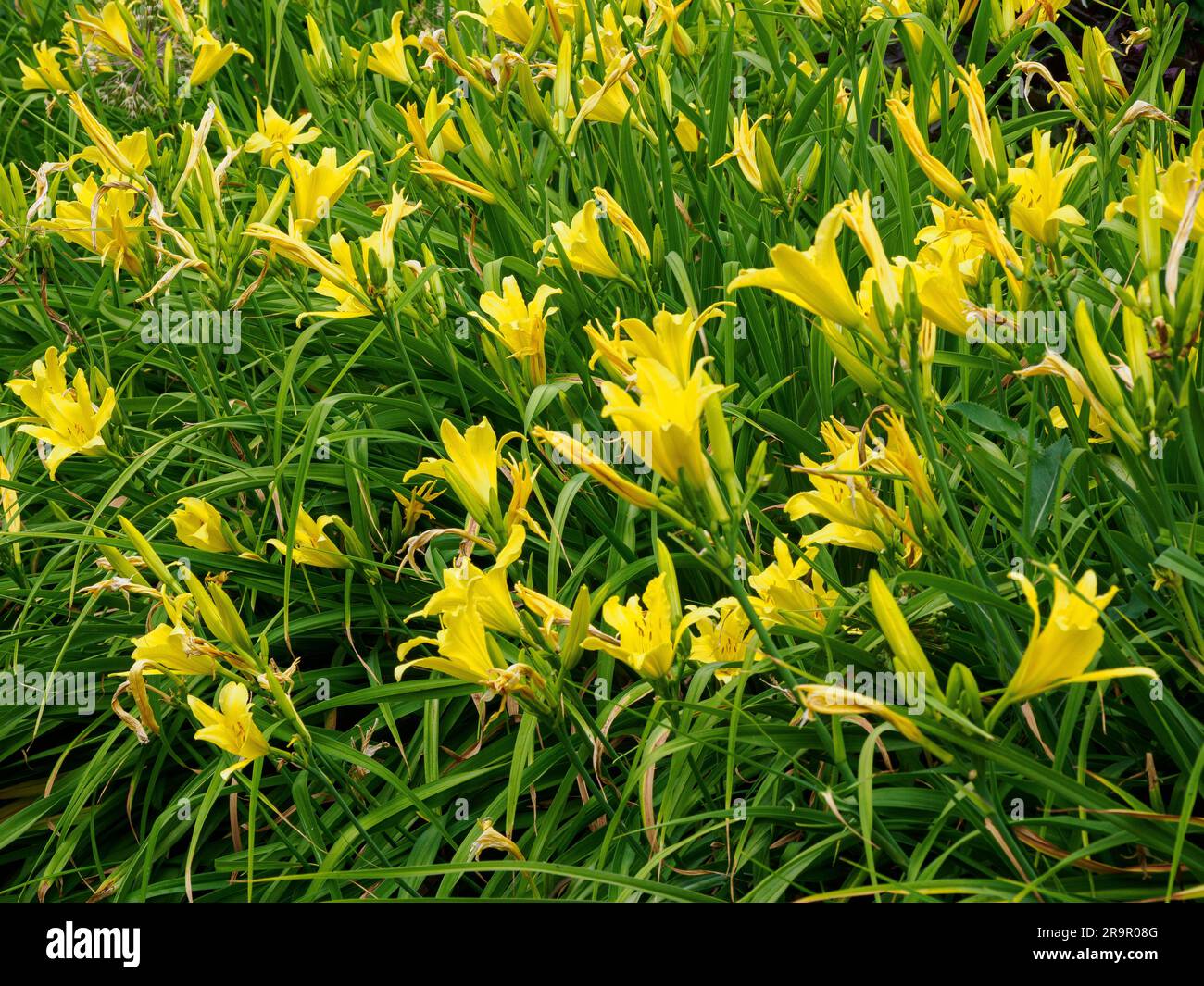 Lemon Lily Hemerocallis lilioasphodelus a Day Lily brightening a midsummer herbaceous border in South Wales UK Stock Photo