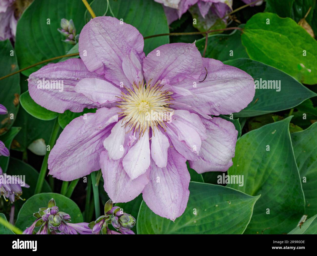 Semi-double mauve Clematis on a garden wall in Wales UK Stock Photo