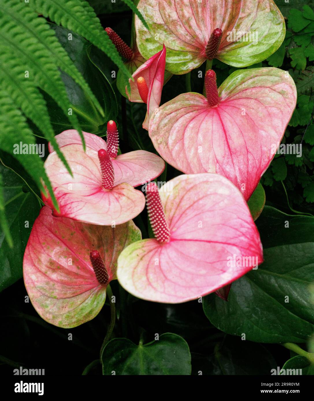 Flamingo Flower Anthurium andraeanum with its waxy pink spathes and red spadix a native of tropical South America used as a housepalnt Stock Photo