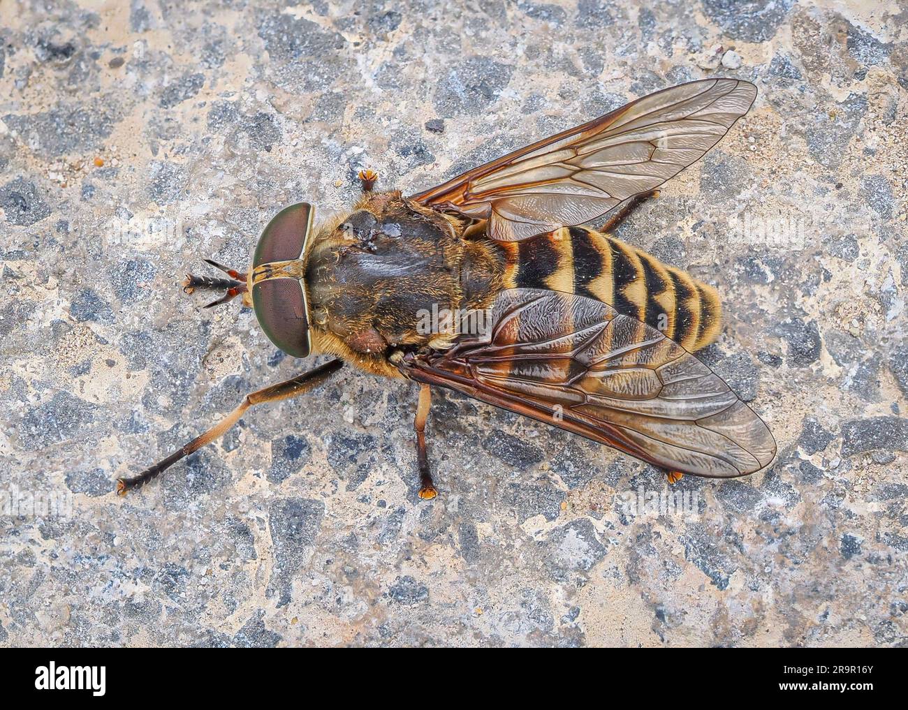 Dark Giant Horsefly Tabanus sudeticus a large fly of the order Diptera which has the distinction of being the heaviest fly in Europe - Wales UK Stock Photo