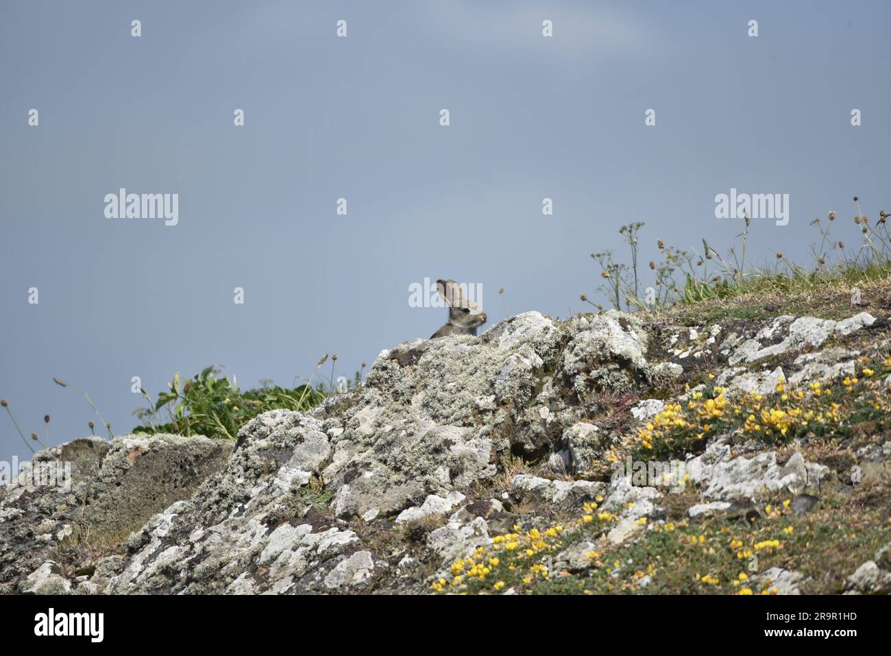 Wild Rabbit (Oryctolagus cuniculus) Peeping Over the Top of Lichen Covered Rock on the Isle of Man, UK in June Stock Photo
