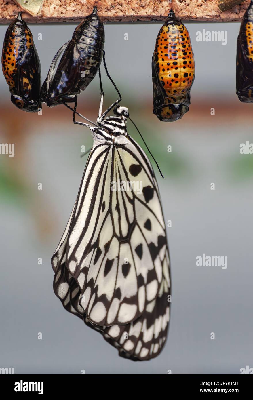 Paper Kite butterfly, (Idea leuconoe), hatching from chrysalis Stock Photo Alamy