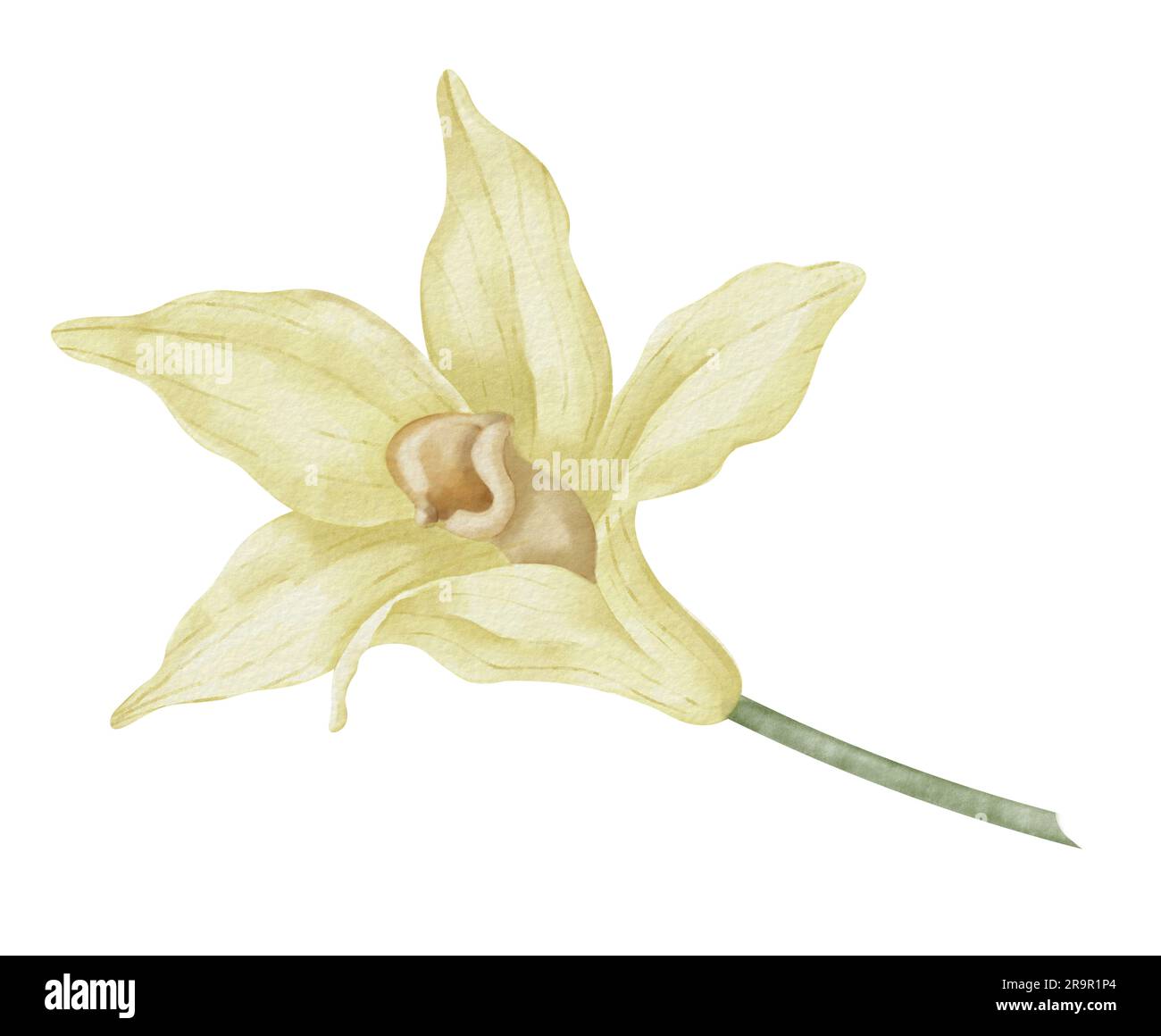 Vanilla Flower with glass Flacon. Hand drawn watercolor illustration of  Floral ingredient and decanter on white isolated background for Essential  Oil or aroma therapy. Carafe with floral sticks Stock Photo - Alamy