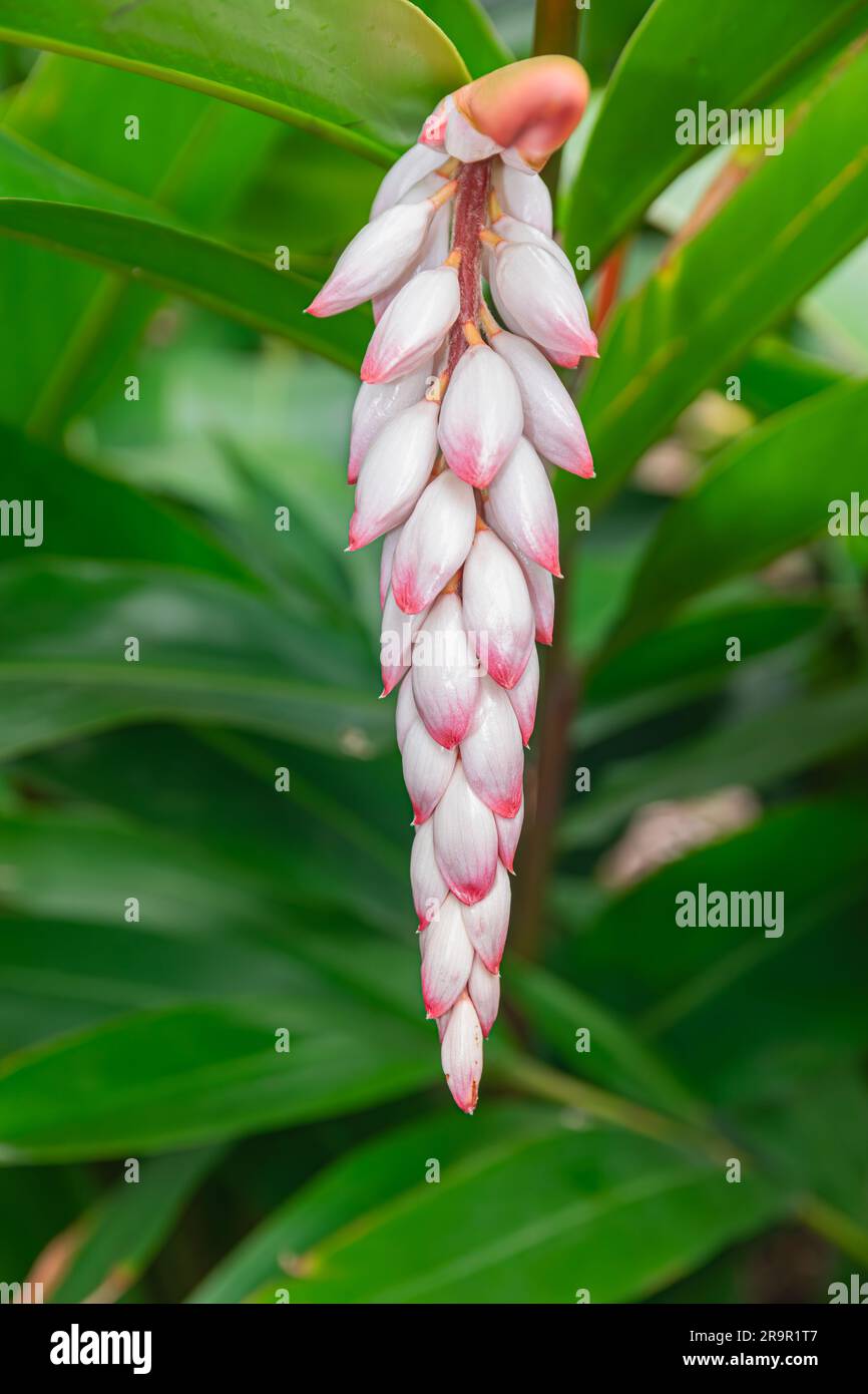 Shell ginger flower blooming, (Alpinia zerumbet), with green leaves background Stock Photo