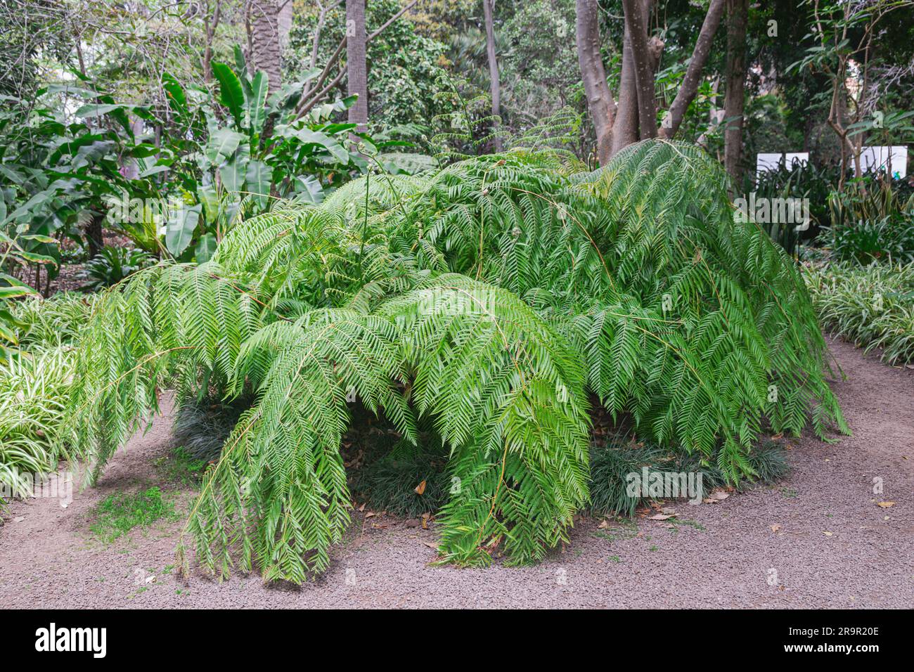 Mexican tree fern (Cibotium schiedei), with green vegetation background Stock Photo