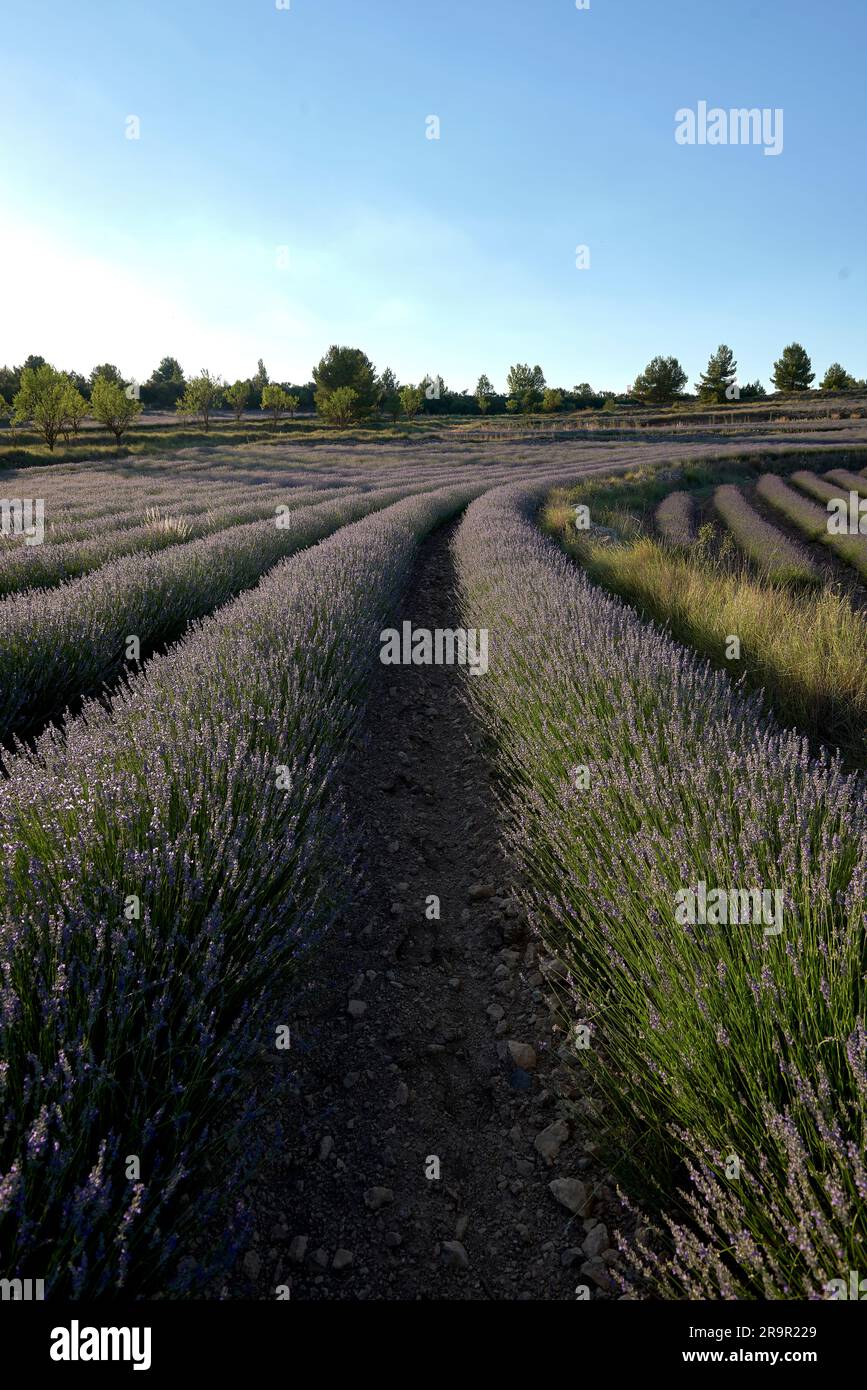 A lavender field in bloom on a sunny day.Straight lines, perpendicular ...