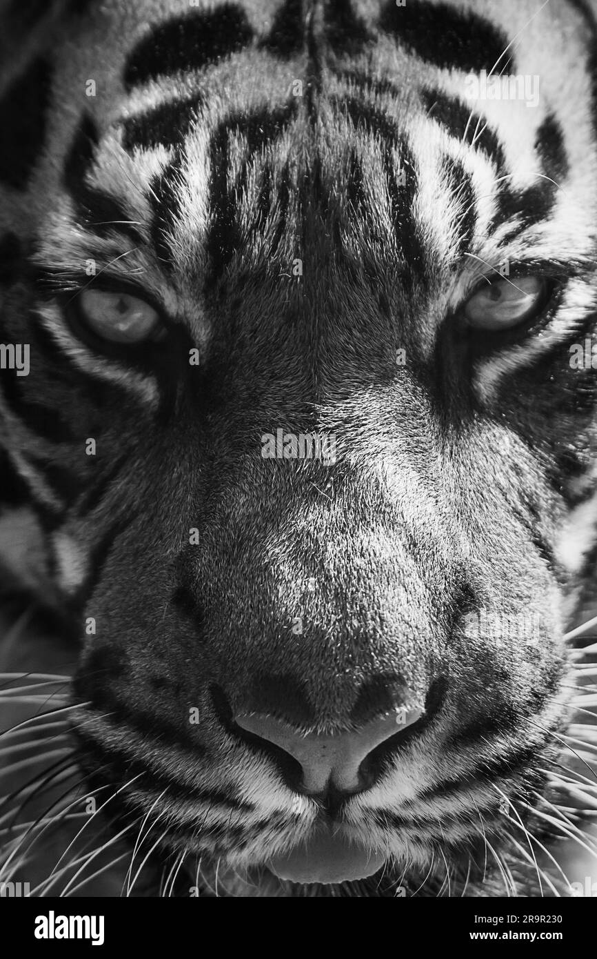 Edinburgh tiger Black and White Stock Photos & Images - Alamy