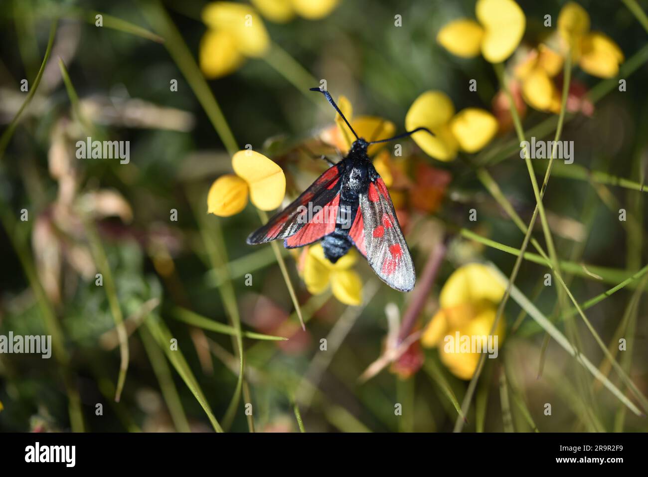 Five-spot Burnet Moth (Zygaena trifolii) on Birds-foot-trefoil, Head ...