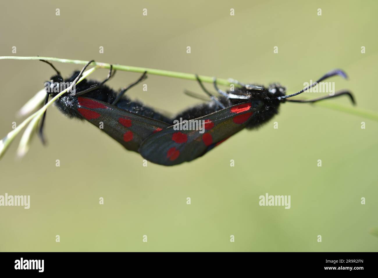 Close-Up Macro Image of Two Mating Five-spot Burnet Moths (Zygaena trifolii) Upside Down on a a Horizontal Grass Stem, taken on the Isle of Man, UK Stock Photo