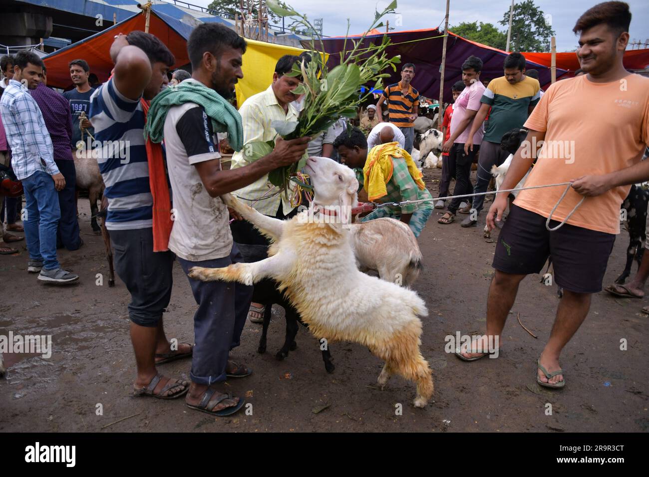 Eng katta dumba fotosuratlari