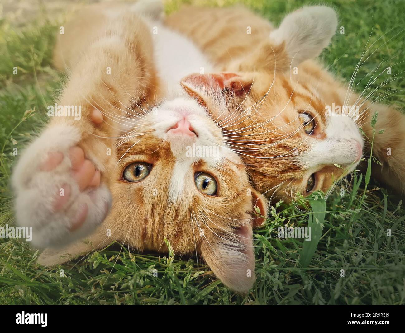 Two orange kittens playing together outdoors on the grass. Funny and playful ginger cats fighting games, biting and hugging Stock Photo