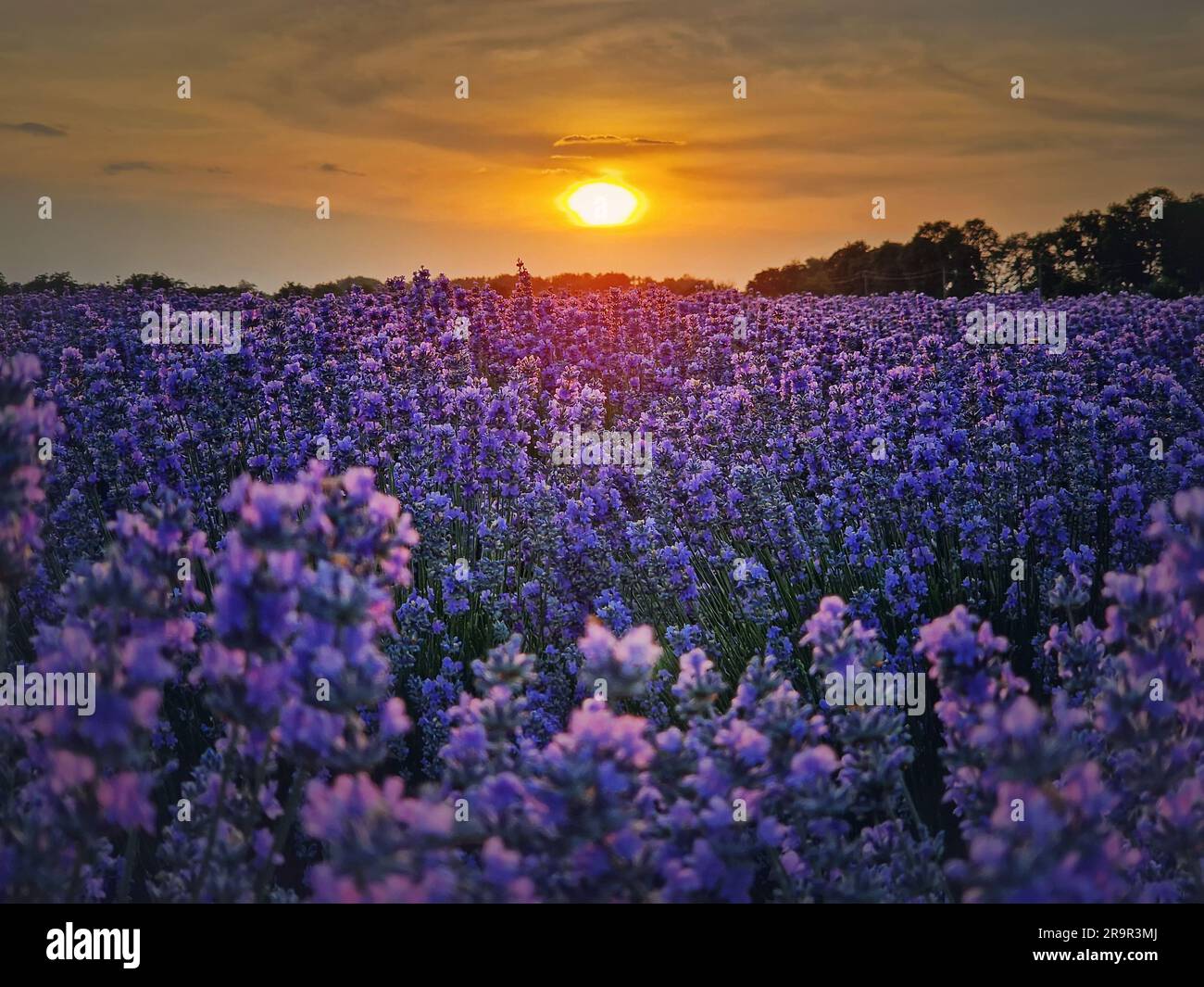 Beautiful lavender field in sunset hi-res stock photography and images ...