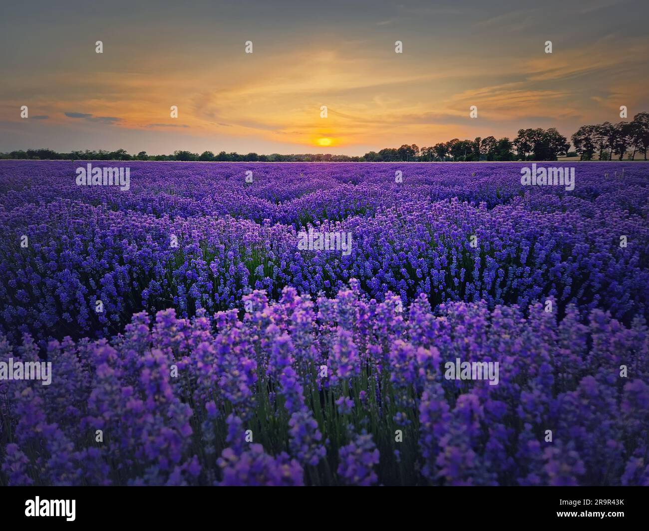 Idyllic view of blooming lavender field. Beautiful purple blue flowers