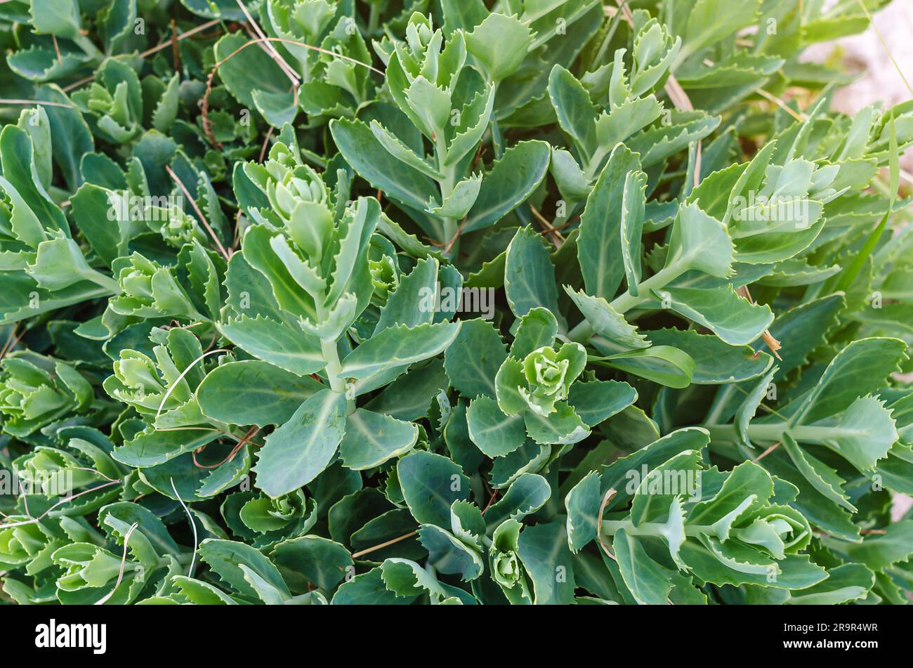 Green leaves of Sedum spectabile, plant background. Stock Photo
