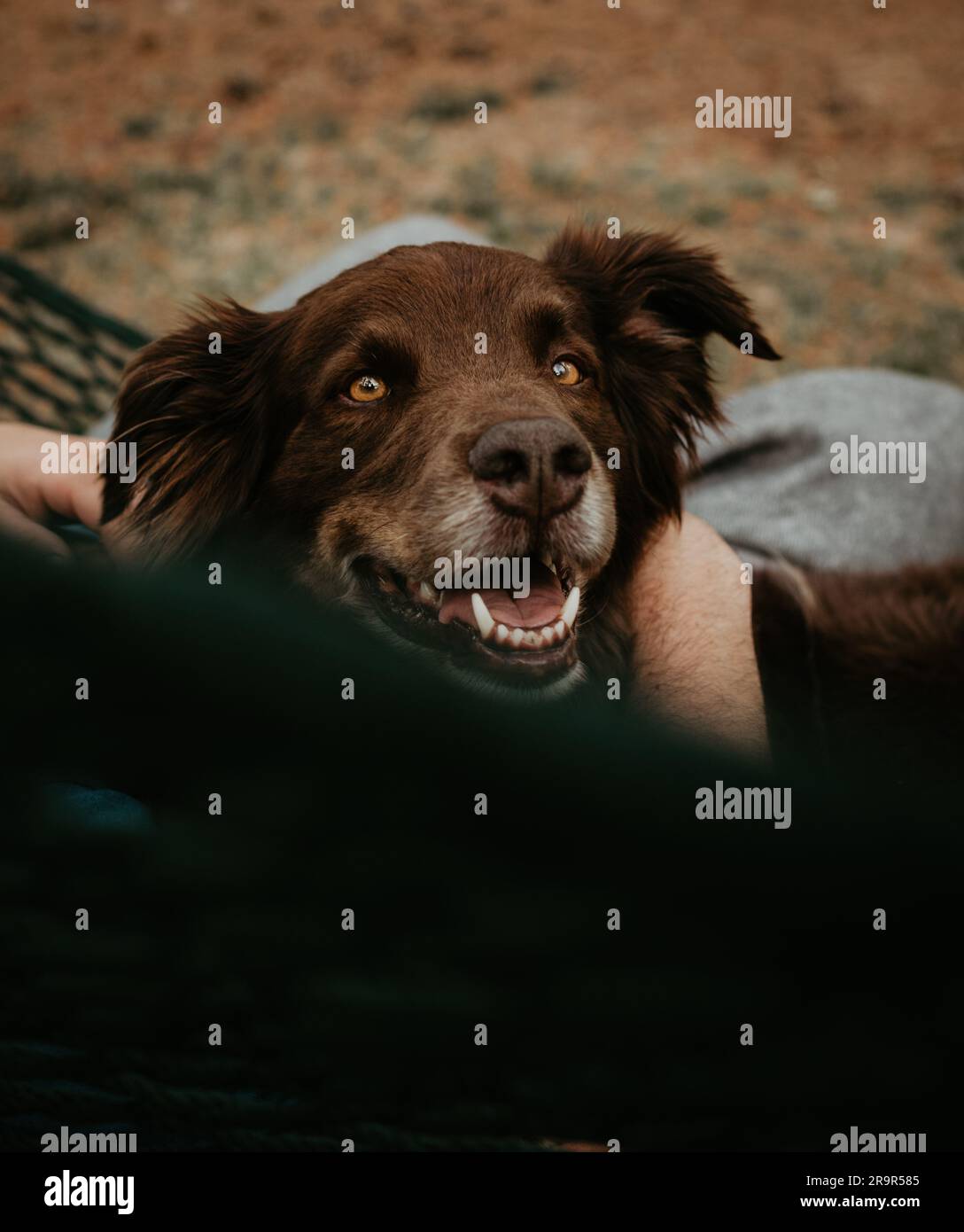 happy dog in hammock looking directly at camera Stock Photo