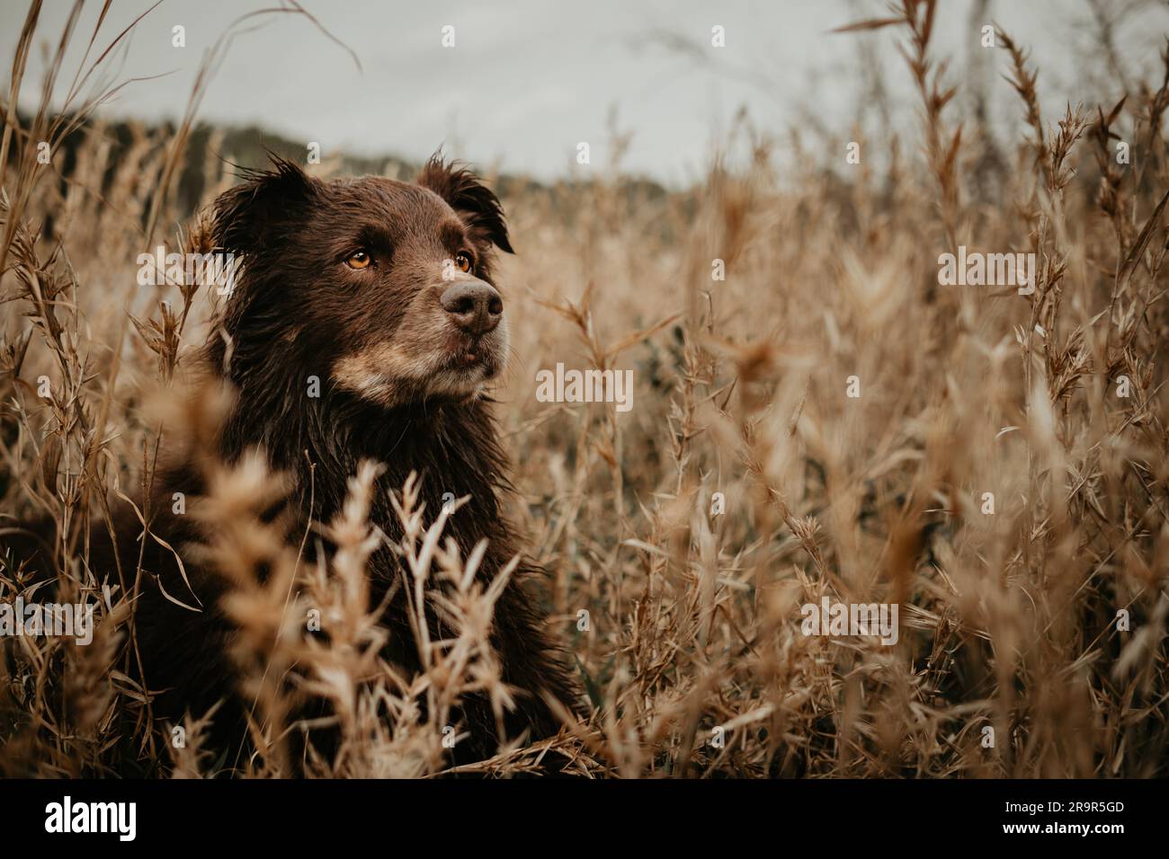 brown dog laying in wheat field looking into distance Stock Photo